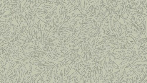 Salix Alba 7787